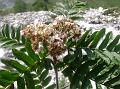 Small Leaf Rowan